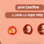 প্রথম ত্রৈমাসিক: ১ থেকে ১২ সপ্তাহ পর্যন্ত গাইড
