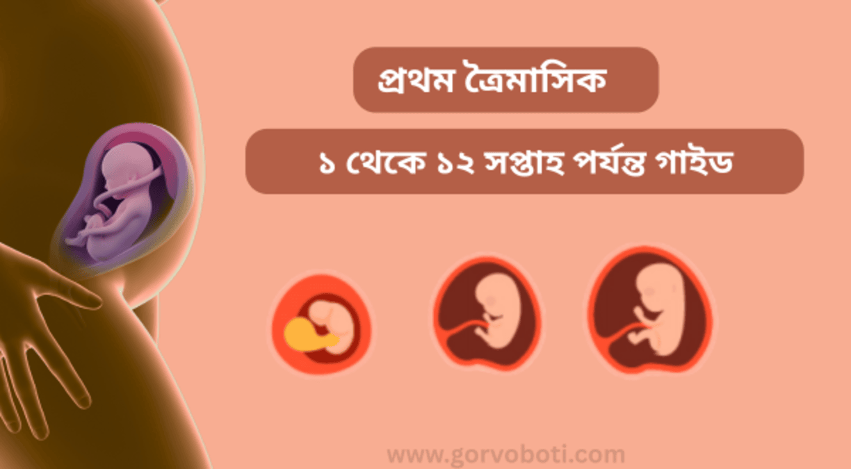 প্রথম ত্রৈমাসিক: ১ থেকে ১২ সপ্তাহ পর্যন্ত গাইড